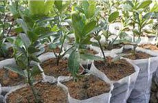 product-rayson nonwoven-1-3 UV Resistant Spunbond Nonwoven Fabric For Agriculture Plant Cover weed c